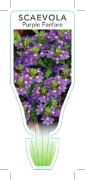 Picture of SCAEVOLA AEMULA PURPLE FANFARE                                                                                                                        