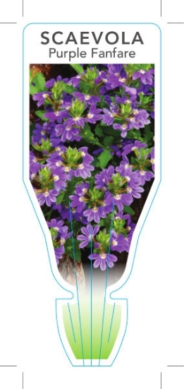 Picture of SCAEVOLA AEMULA PURPLE FANFARE                                                                                                                        
