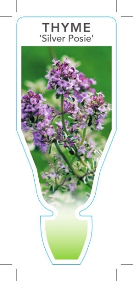 Picture of THYMUS VULGARIS SILVER POSIE                                                                                                                          