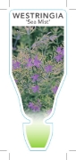 Picture of WESTRINGIA SEA MIST                                                                                                                                   