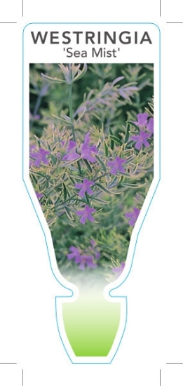 Picture of WESTRINGIA SEA MIST                                                                                                                                   