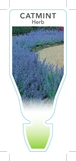 Picture of HERB CATMINT (Nepeta mussinii)                                                                                                                        