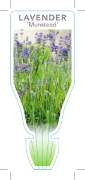 Picture of LAVANDULA ANGUSTIFOLIA MUNSTEAD LAVENDER                                                                                                              