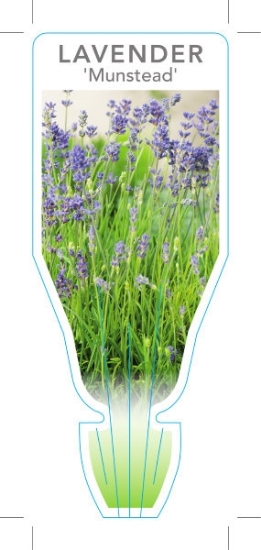 Picture of LAVANDULA ANGUSTIFOLIA MUNSTEAD LAVENDER                                                                                                              