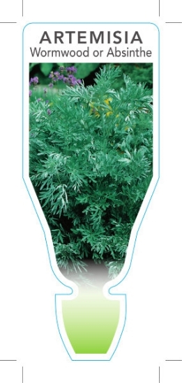 Picture of HERB WORMWOOD or ABSINTHE (Artemisia absinthium)                                                                                                      
