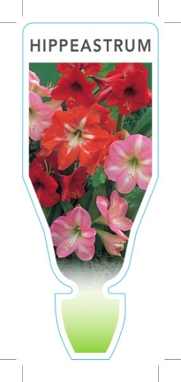 Picture of BULB HIPPEASTRUM                                                                                                                                      