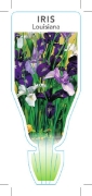 Picture of BULB LOUISIANA IRIS                                                                                                                                   