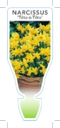 Picture of BULB MINIATURE DAFFODIL TETE A TETE                                                                                                                   
