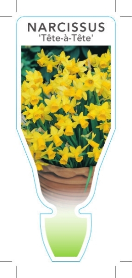 Picture of BULB MINIATURE DAFFODIL TETE A TETE                                                                                                                   