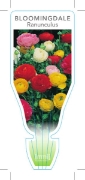 Picture of BULB RANUNCULUS BLOOMINGDALE                                                                                                                          