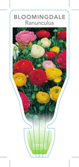 Picture of BULB RANUNCULUS BLOOMINGDALE                                                                                                                          