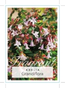 Picture of ABELIA GRANDIFLORA (SYN A. RUPESTRIS)                                                                                                                 