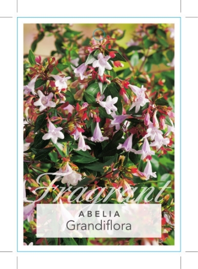 Picture of ABELIA GRANDIFLORA (SYN A. RUPESTRIS)                                                                                                                 