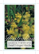 Picture of ACACIA FIMBRIATA DWARF FORM FRINGED WATTLE                                                                                                            