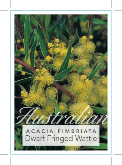 Picture of ACACIA FIMBRIATA DWARF FORM FRINGED WATTLE                                                                                                            