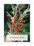 Picture of ADENANTHOS BARBIGERA                                                                                                                                  