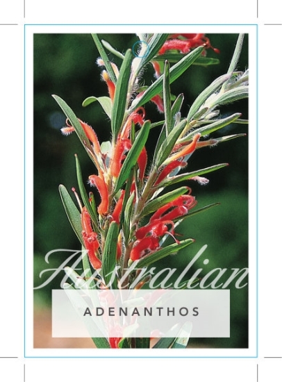 Picture of ADENANTHOS BARBIGERA                                                                                                                                  