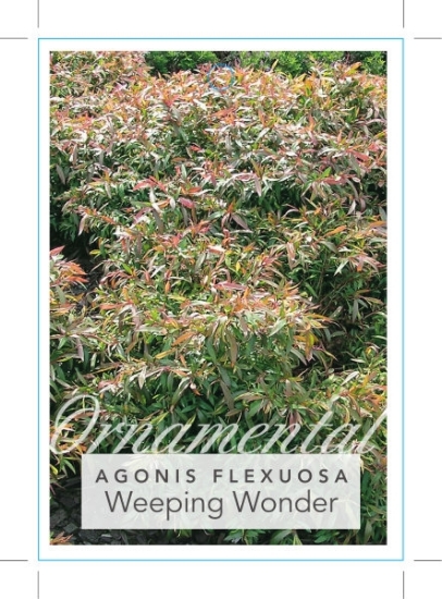 Picture of AGONIS WEEPING WONDER DWARF                                                                                                                           