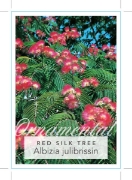 Picture of ALBIZIA JULIBRISSIN RED SILK TREE                                                                                                                     