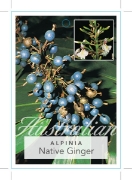 Picture of ALPINIA CAERULEA NATIVE GINGER                                                                                                                        