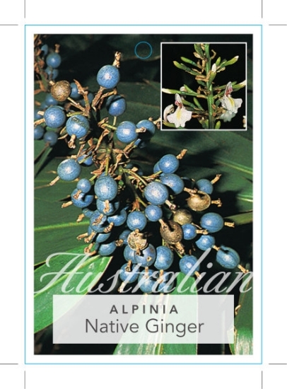 Picture of ALPINIA CAERULEA NATIVE GINGER                                                                                                                        