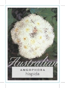 Picture of ANGOPHORA HISPIDA DWARF APPLE                                                                                                                         