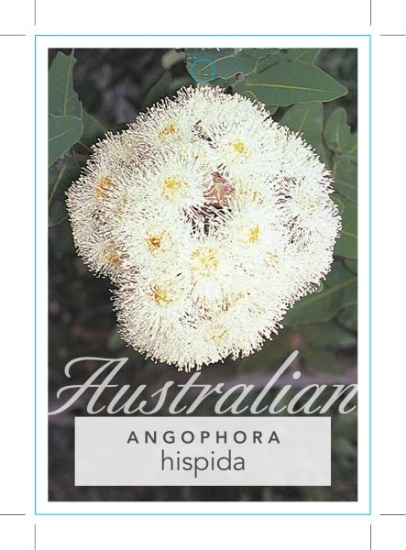 Picture of ANGOPHORA HISPIDA DWARF APPLE                                                                                                                         
