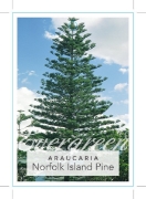 Picture of ARAUCARIA HETEROPHYLLA NORFOLK ISLAND PINE                                                                                                            