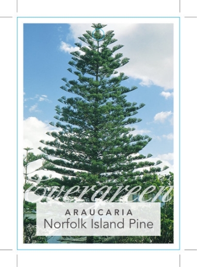 Picture of ARAUCARIA HETEROPHYLLA NORFOLK ISLAND PINE                                                                                                            