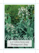 Picture of ARTHROPODIUM CIRRATUM MATAPOURI BAY                                                                                                                   