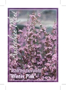 Picture of ASTARTEA WINTER PINK                                                                                                                                  