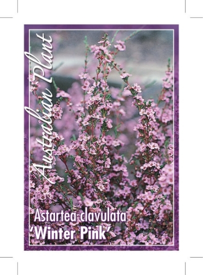 Picture of ASTARTEA WINTER PINK                                                                                                                                  