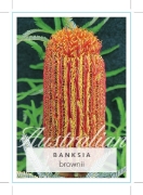 Picture of BANKSIA BROWNII FEATHER LEAVED BANKSIA                                                                                                                