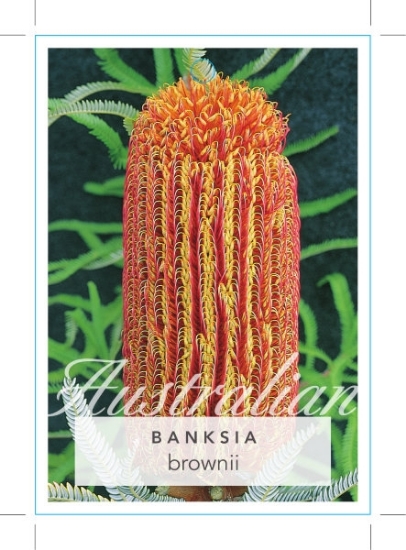 Picture of BANKSIA BROWNII FEATHER LEAVED BANKSIA                                                                                                                