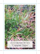 Picture of AUSTROMYRTUS DULCIS X TENUIFOLIA COPPER TOPS                                                                                                          