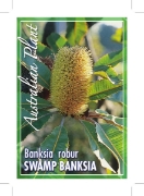 Picture of BANKSIA ROBUR                                                                                                                                         