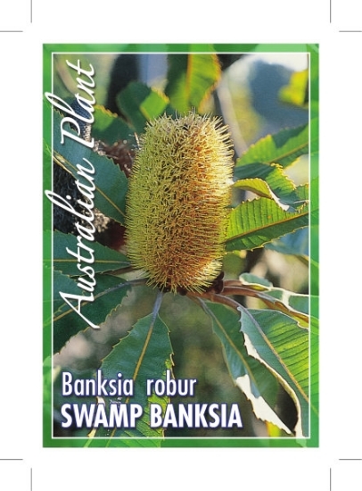 Picture of BANKSIA ROBUR                                                                                                                                         