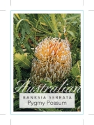 Picture of BANKSIA SERRATA PYGMY POSSUM PROSTRATE SAW BANKSIA                                                                                                    