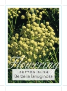 Picture of BERZELIA LANUGINOSA BUTTON BUSH                                                                                                                       