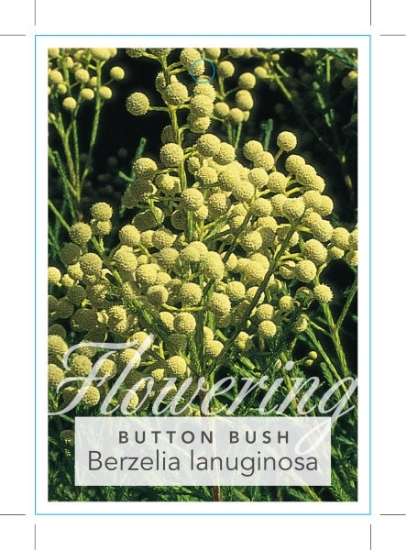 Picture of BERZELIA LANUGINOSA BUTTON BUSH                                                                                                                       