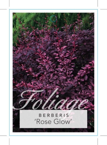 Picture of BERBERIS THUNBERGII ROSE GLOW                                                                                                                         