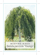 Picture of BETULA PENDULA YOUNGII WEEPING                                                                                                                        