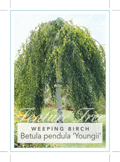 Picture of BETULA PENDULA YOUNGII WEEPING                                                                                                                        