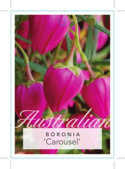 Picture of BORONIA CAROUSEL (B. HETEROPHYLLA x B. MOLLOYAE                                                                                                       