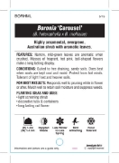 Picture of BORONIA CAROUSEL (B. HETEROPHYLLA x B. MOLLOYAE                                                                                                       