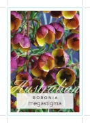 Picture of BORONIA MEGASTIGMA BROWN BORONIA                                                                                                                      