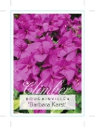 Picture of BOUGAINVILLEA BARBARA KARST                                                                                                                           