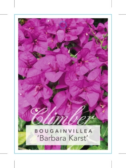 Picture of BOUGAINVILLEA BARBARA KARST                                                                                                                           