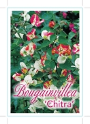 Picture of BOUGAINVILLEA CHITRA                                                                                                                                  