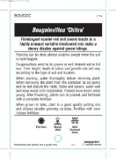Picture of BOUGAINVILLEA CHITRA                                                                                                                                  